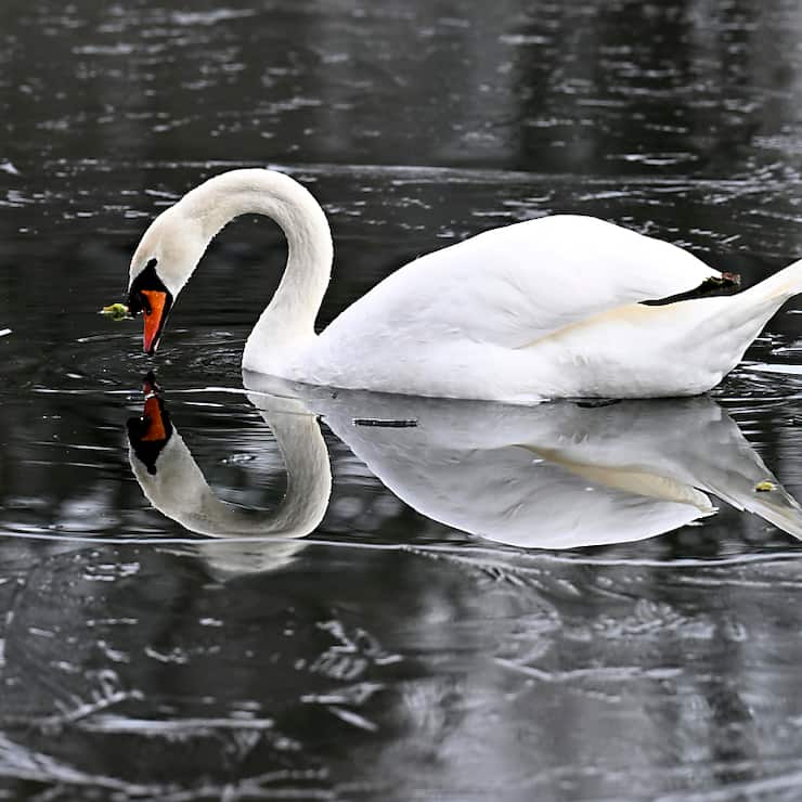 Un premier cas de grippe aviaire a été découvert cette saison sur un cygne dans le delta de la Reuss, près d'Altdorf (UR) (archives).