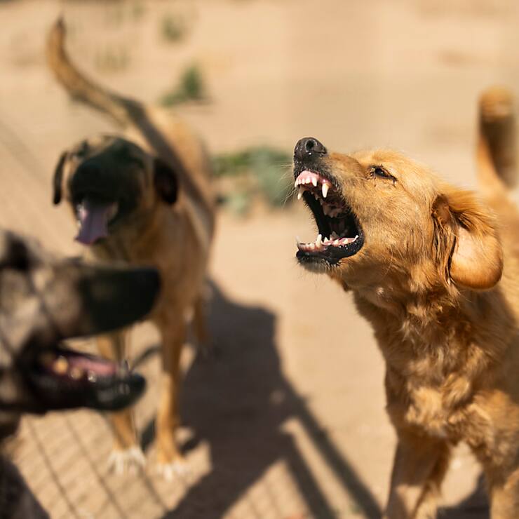 Les conditions dans lesquelles vivent les animaux sont déplorables, d'après l'organisation Fans for Animals (Photo prétexte).