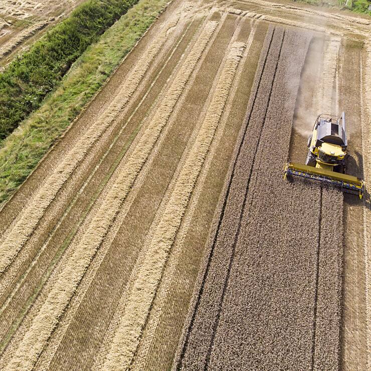 Les moissons de céréales ont été mauvaises cette année en raison des fréquentes pluies (archives).