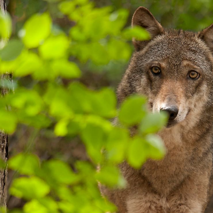 Le Conseil fédéral ne veut pas de zones "zéro loup" (archives).