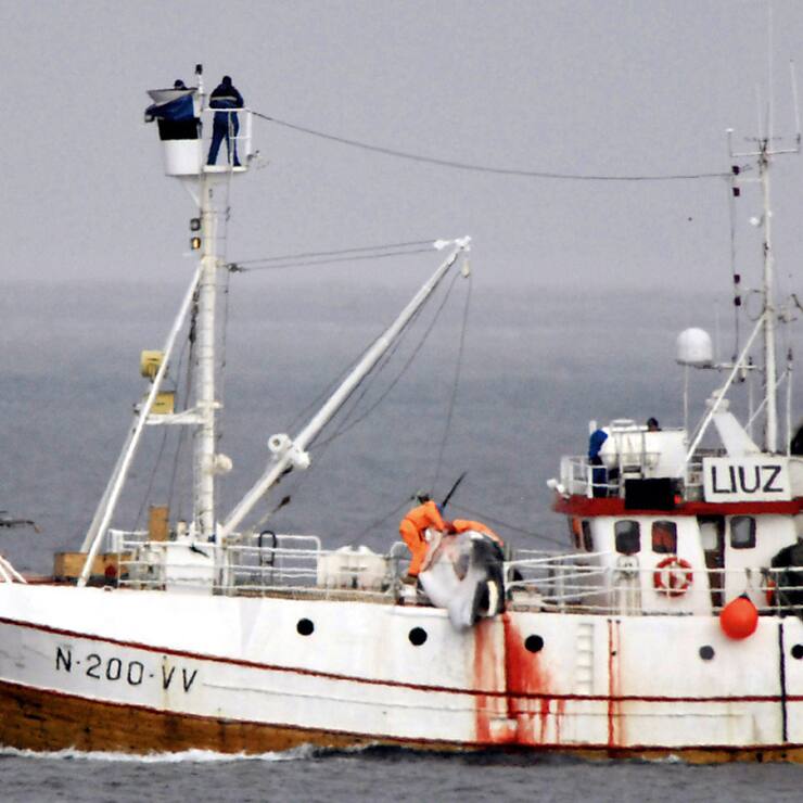 La chasse à la baleine peut se poursuivre en Islande.