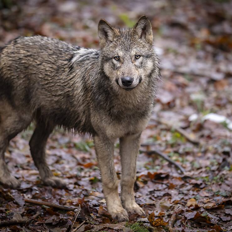 Le nombre de loups en France reste globalement stable (Photo d'illustration).