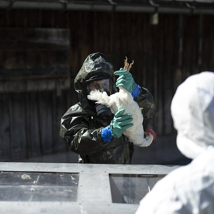 Le virus de la grippe aviaire a montré des signes de mutation à mesure qu'il se propageait parmi des vaches laitières et infectait des humains aux États-Unis (archives).