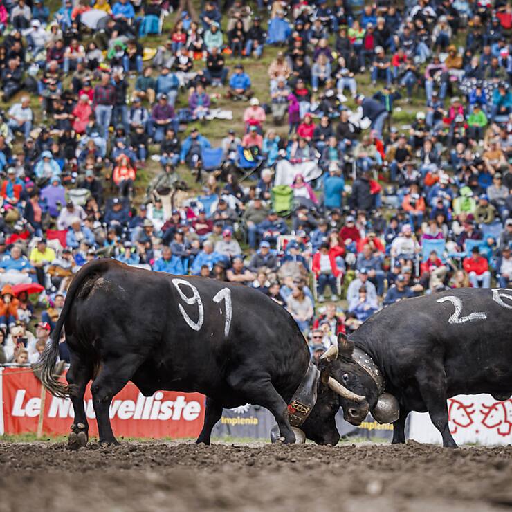La finale nationale des combats de reines de la race d'Hérens, traditionellement en mai à Aproz (VS), connaît un succès populaire croissant. Faute d'organisateurs, l'édition 2025 pourrait toutefois être annulée (Archives).