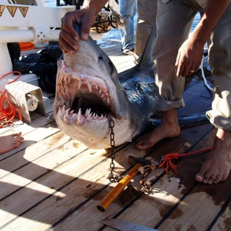 La présence de requins en mer Rouge est connue, mais les attaques restent rares (archives).