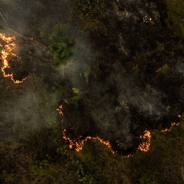 Si la sécheresse a contribué à favoriser la vague d'incendies, la plupart des feux ont été allumés délibérément pour défricher des terres à des fins agricoles, selon des experts.
