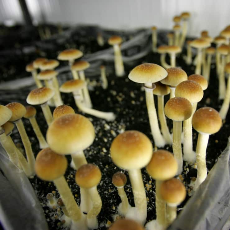 Les thérapies assistées par psychédéliques utilisent le LSD ou la psilocybine, principe actif de certains champignons dits "magiques" (archives).