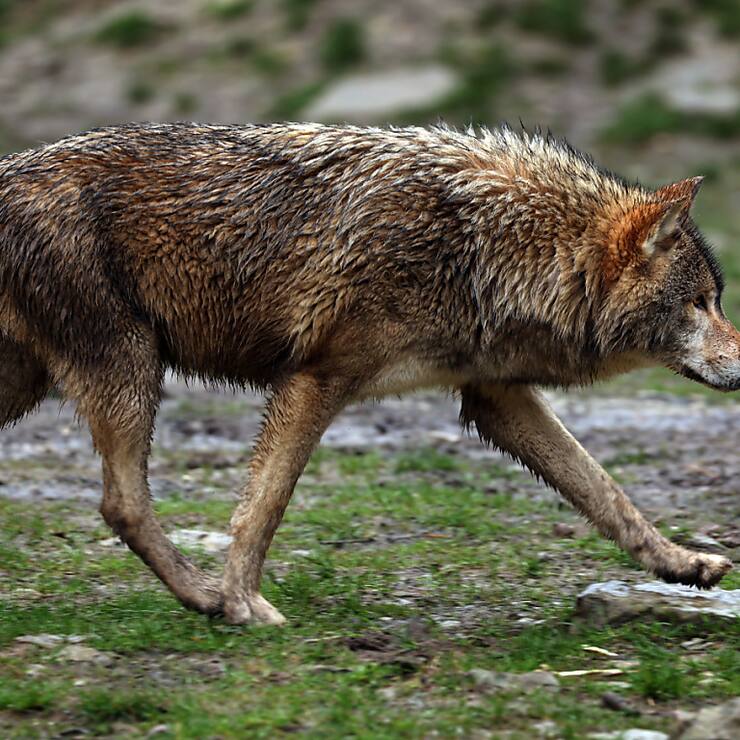 Un loup s'est égaré sur la chaussée de l'A13 au col du San Bernardino et n'a pas pu quitter immédiatement la semi-autoroute en raison des clôtures de protection du gibier. (Image d'illustration)