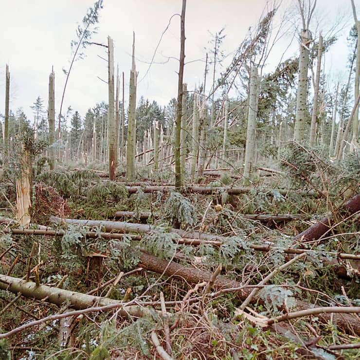 La tempête Lothar a laissé la forêt dévastée, mais les insectes en ont profité. (photo d'archives)