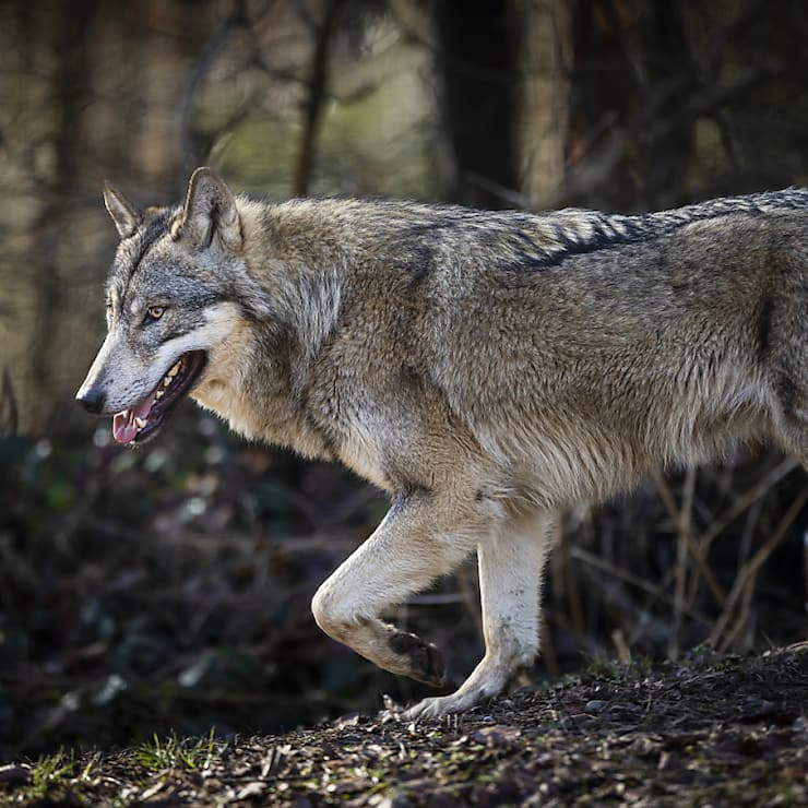 Un loup dans le parc animalier Bruderhaus, photographié le lundi 5 février 2024 à Winterthour. (Photo d'archives)