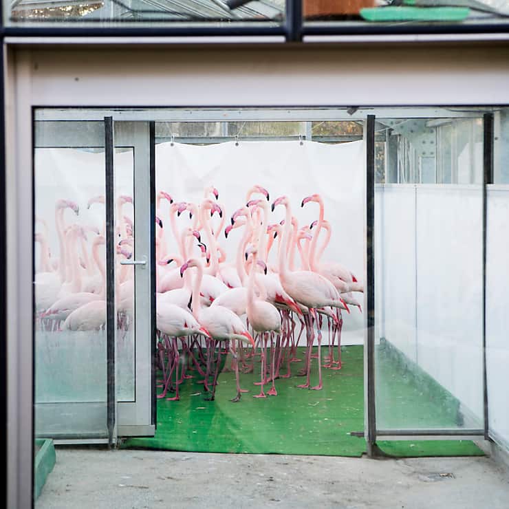 Les flamants roses du parc zoologique de Berne avaient dû être mis en quarantaine en 2016 à cause de la grippe aviaire (archives).