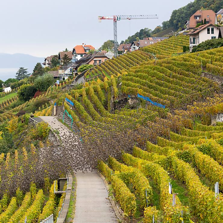 Les vignes du Lavaux comme les autres ont dû composer avec des conditions difficiles en 2024.