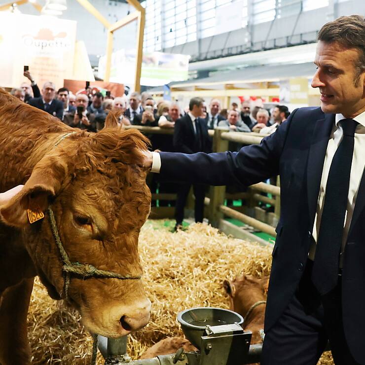 Sécurité du président Macron oblige, la déception règne parmi ceux qui n'ont pas pu aller voir Oupette, vache limousine et égérie du Salon international de l'agriculture.