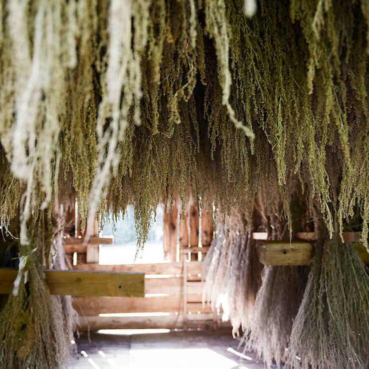 Des plantes d'absinthe sont séchées afin de pouvoir être distillées (photo symbolique).