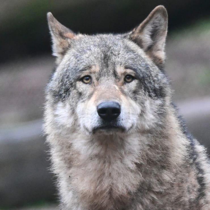 Trois pays - le Royaume-uni, la République tchèque et la Principauté de Monaco continueront d'accorder une protection maximale au loup.