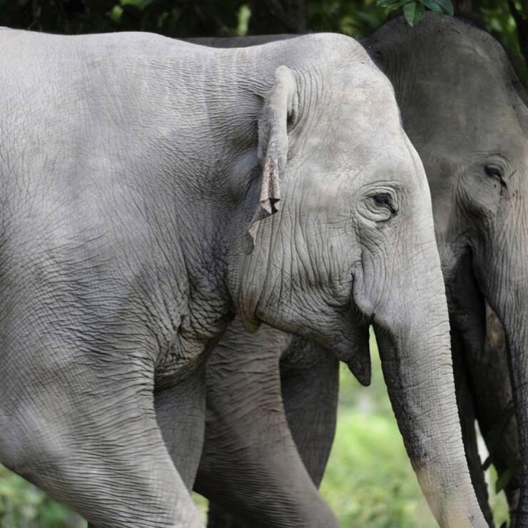 Les éléphants figurent au Sri Lanka parmi les animaux sauvages les plus nuisibles aux récoltes (image symbolique).