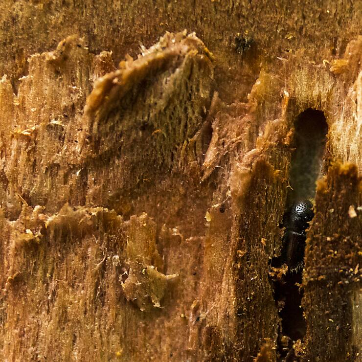 Bonne nouvelle pour la filière forêt-bois en Suisse, une accalmie est à signaler en 2024 sur le front du bostryche (archives).