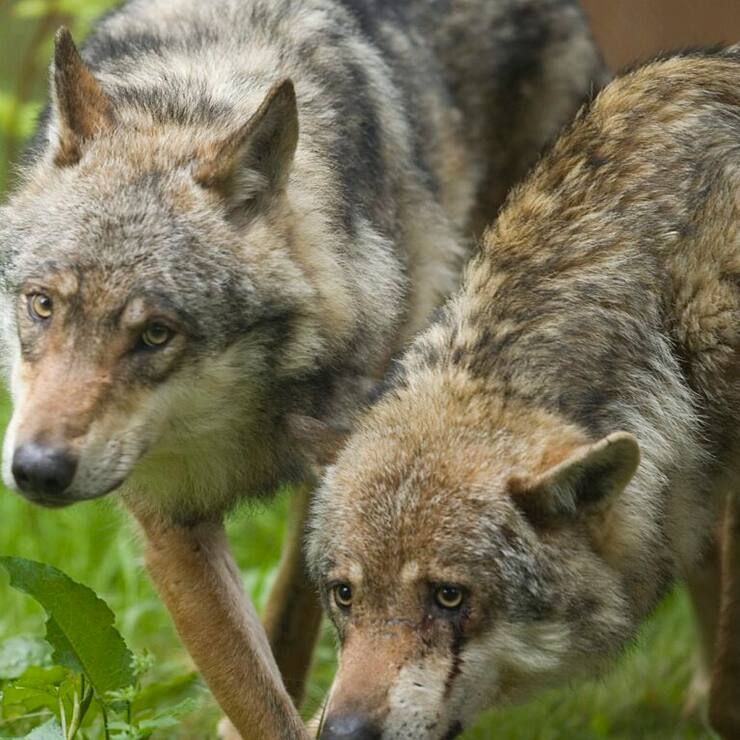 Le couple de loups mobilise les pour et les contre cet animal (Photo prétexte).
