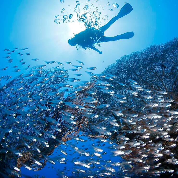 Un accident de sous-marin touristique s'est produit jeudi en Mer Rouge (photo prétexte).