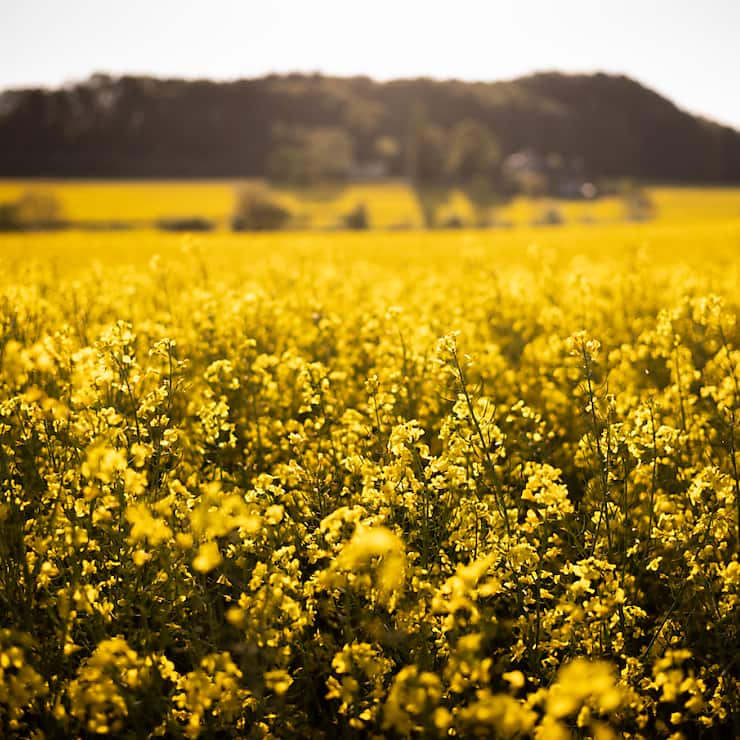 La surface de colza diminue en Suisse.  Selon la fédération céréalière, ce recul n'est pas dû au manque d'intérêt des producteurs, mais aux trop grandes restrictions phytosanitaires (image symbolique).