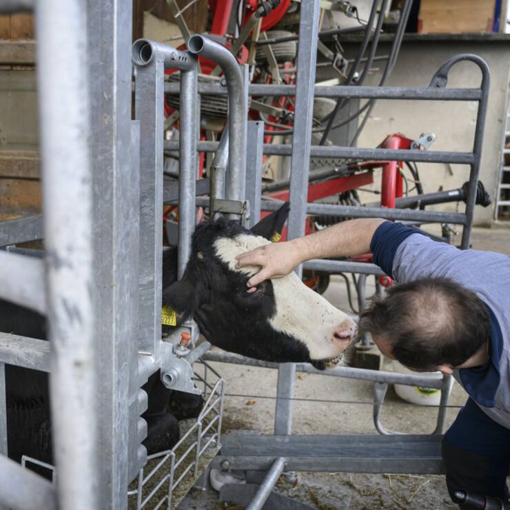 Avec l'abattage à la ferme, les animaux peuvent vivre jusqu'à leur dernier souffle dans un environnement familier, sans subir le stress du transport dans une remorque à destination de l'abattoir.