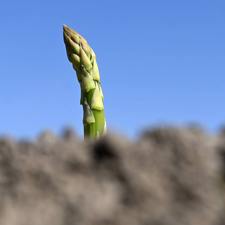 Les premières asperges vertes ont déjà été récoltées dans les champs suisses - mais la grande récolte n'est attendue qu'après Pâques. (Photo d'archives)