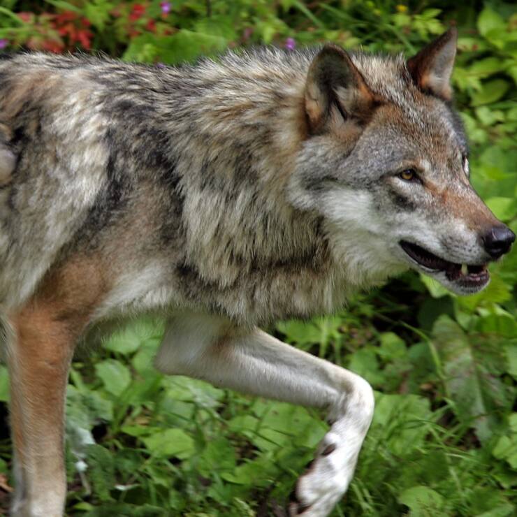 Selon le dernier pointage du Canton de Vaud, 29 loups "au minimum" étaient actifs sur l'ensemble du territoire vaudois en fin d'année 2024 (archives).