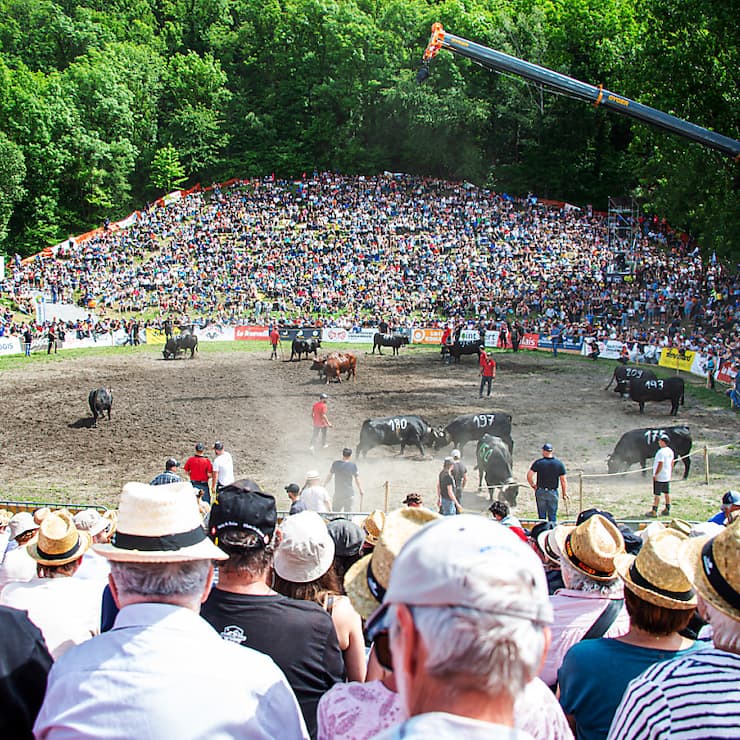 Plus de 200 vaches et près de 15'000 personnes sont attendues dans l'arène de Pra Bardy (archives).