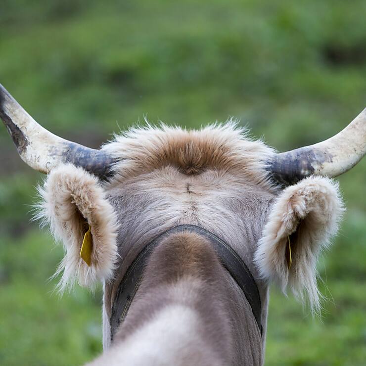 Dans la présente étude, aucune différence n&#8217;a été constatée dans la composition ni dans la digestion du lait des vaches avec et sans cornes (archives).