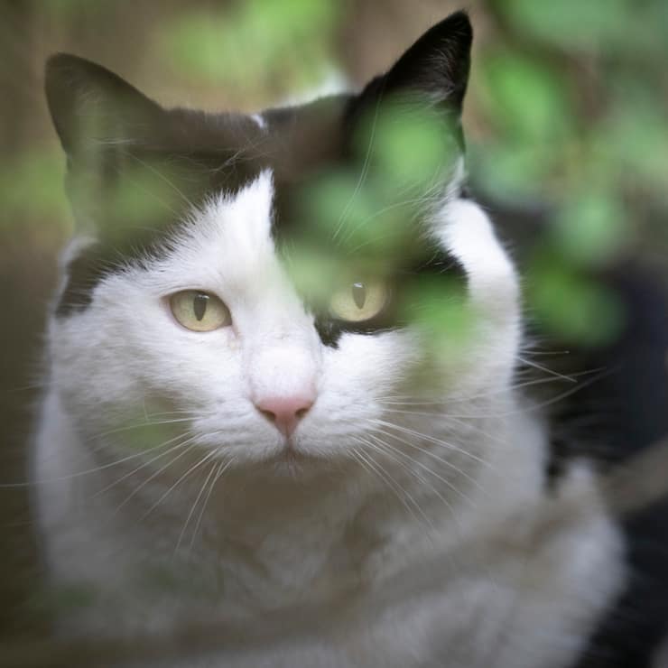 Le National ne veut pas d'une obligation de pucer les chats en Suisse (archives).