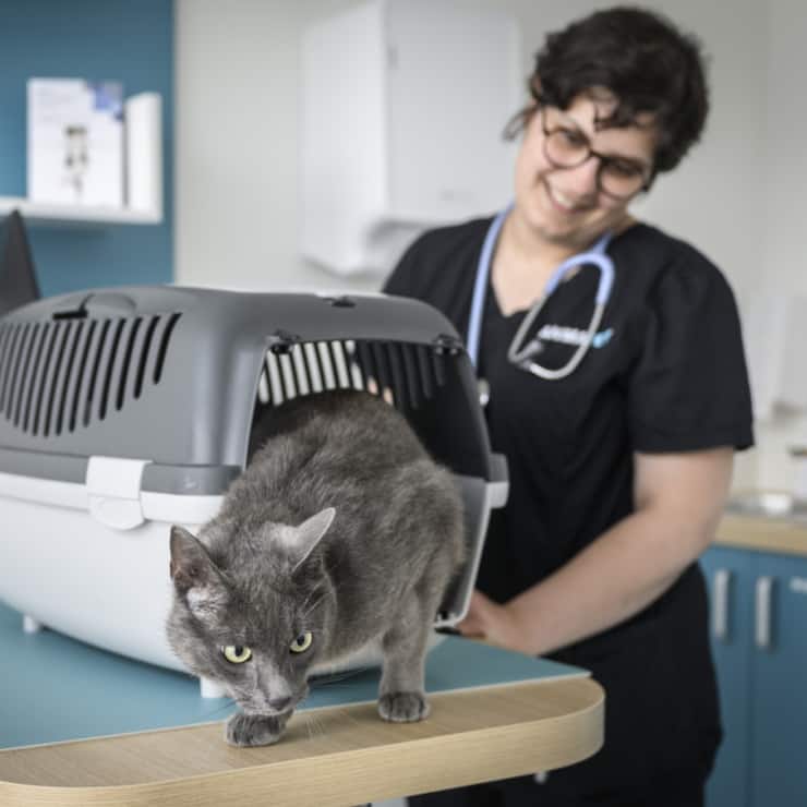 L'euthanasie d'animaux en bonne santé ne doit pas être interdite, selon le National (image d'illustration).