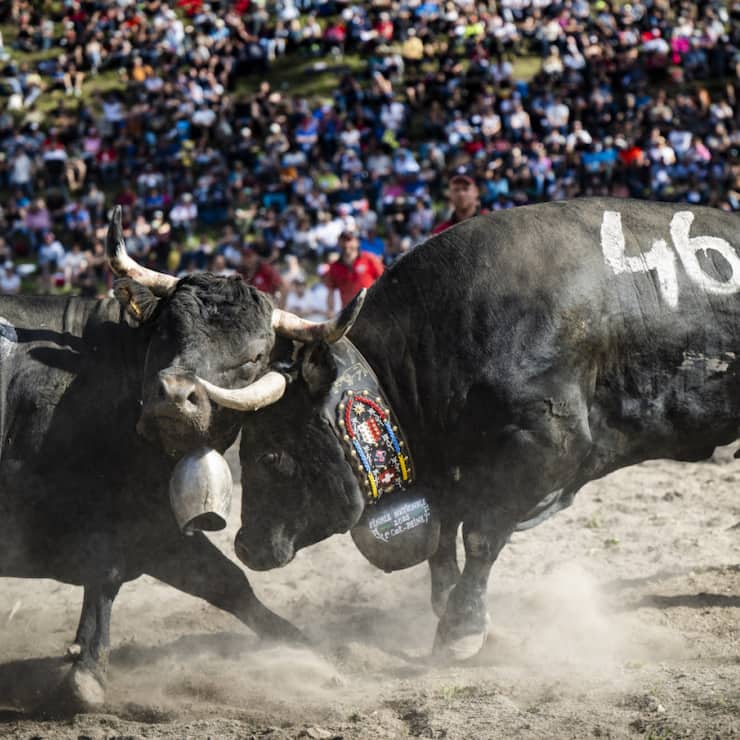 Nubie (à droite), ici lors de sa demi-finale face à Cannelle, a été sacrée Reine des Reines 2025.