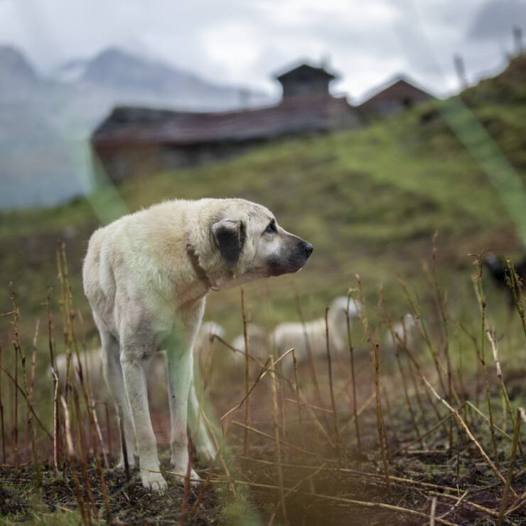 Les défenseurs du loup jugent notamment "totalement incompréhensible" la suppression des fonds destinés à l'élevage et à la promotion des chiens de protections des troupeaux (Photo prétexte).
