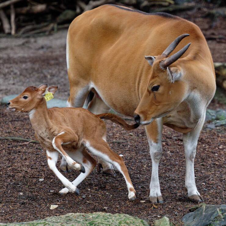 Les bantengs, une espèce originaire d'Asie du Sud-Est, sont inscrits sur la Liste rouge des espèces menacées de l'UICN. Leurs habitats naturels sont les forêts et les prairies, mais il n'en reste que quelques milliers à l'état sauvage, menacés par la chasse, l'exploitation forestière et l'industrie.