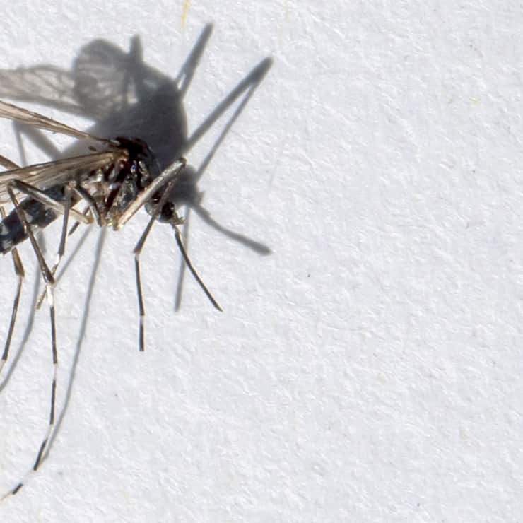 Après Collombey-Muraz, Fully et Monthey, le moustique tigre a été repéré à Massongex photo d'archives).