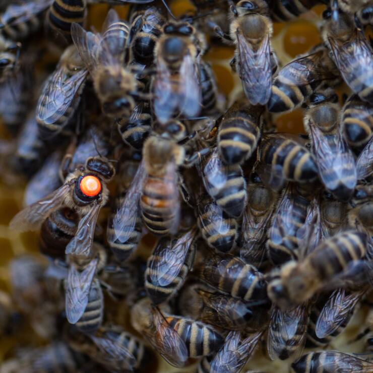 En Suisse, une colonie d'abeilles sur cinq n'a pas survécu à l'hiver (archives).