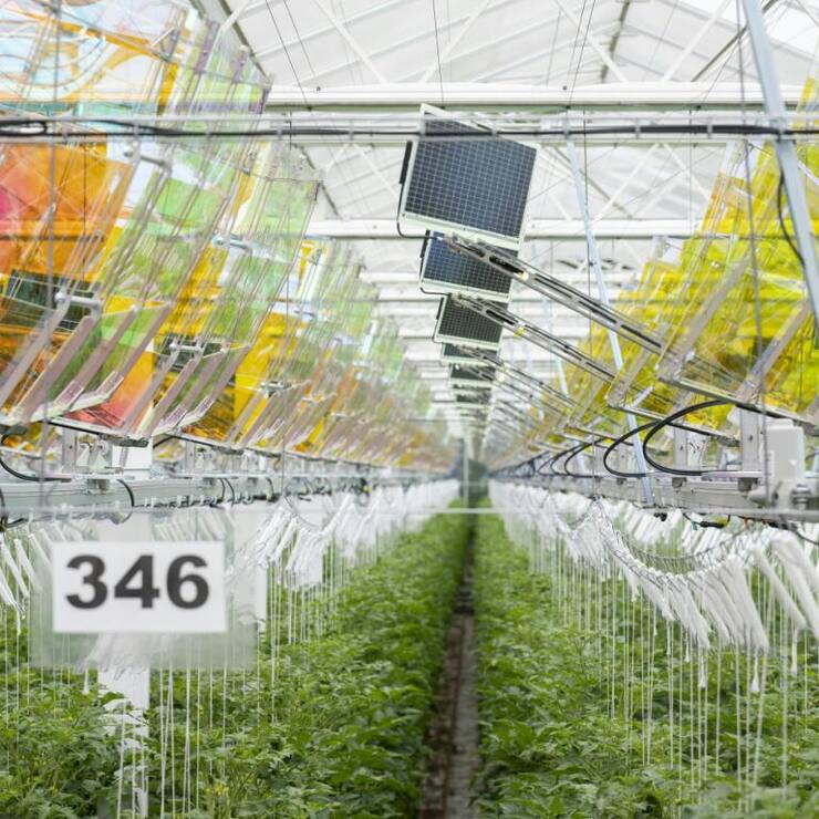 Les réflecteurs colorés exfiltrent les ondes lumineuses dont la production de tomates n'a pas besoin pour les projeter sur les panneaux solaires (au centre de l'image notamment) suspendus au plafond de la serre.