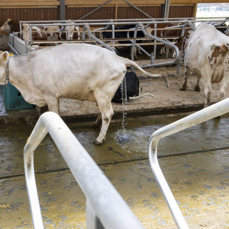 Les vaches de la ferme des Röösli à Hellbühl (LU) bénéficient de toilettes spéciales.