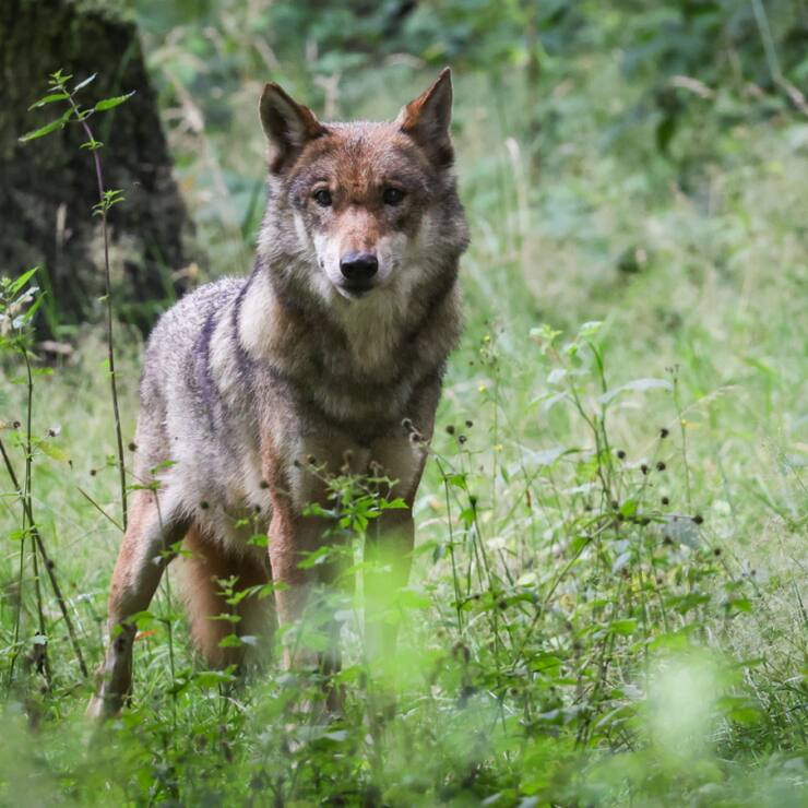Le Conseil national veut éloigner les loups - ici une louve dans un parc animalier - des troupeaux d'animaux de rente dans les Alpes en les effarouchant (archives).