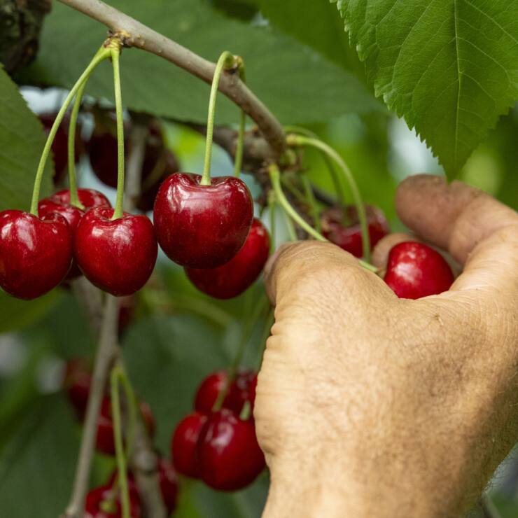 Entre 400 et 500 tonnes de cerises sont cueillies chaque semaine pendant la période de récolte (archives).