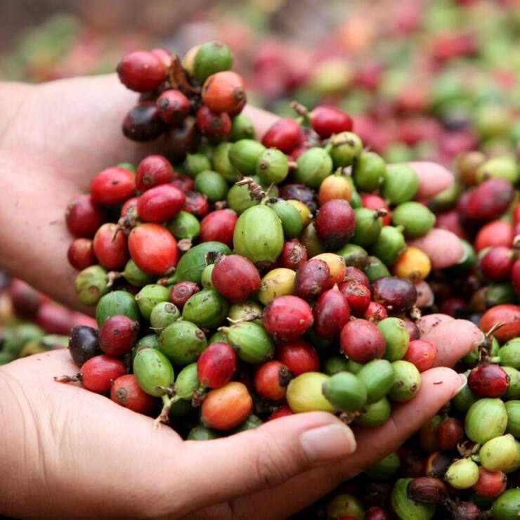 Les récoltes sont attendues en hausse au Brésil et dans d'autres pays producteurs (archives).