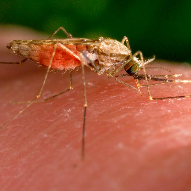 Le parasite responsable de la malaria est transmis par la piqûre de l'anophèle femelle. (archive)