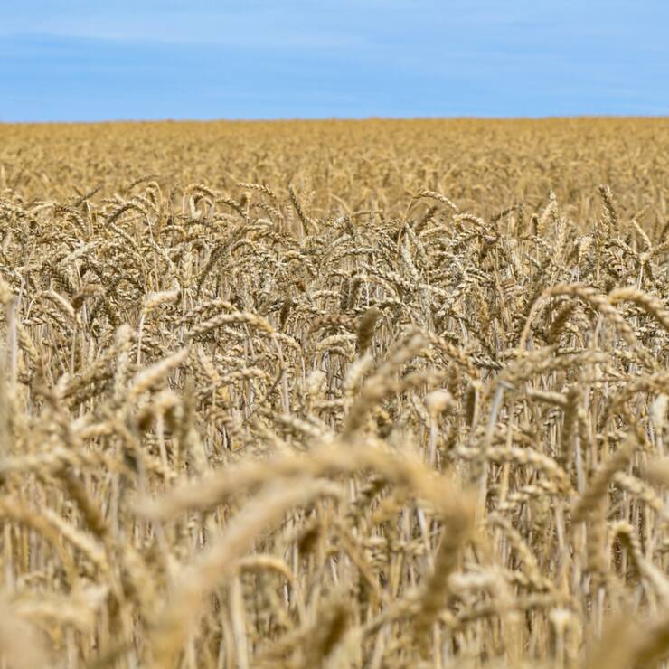 Les grands partis sont ouverts à l'autorisation des plantes cultivées avec de nouvelles méthodes. (Image symbolique)