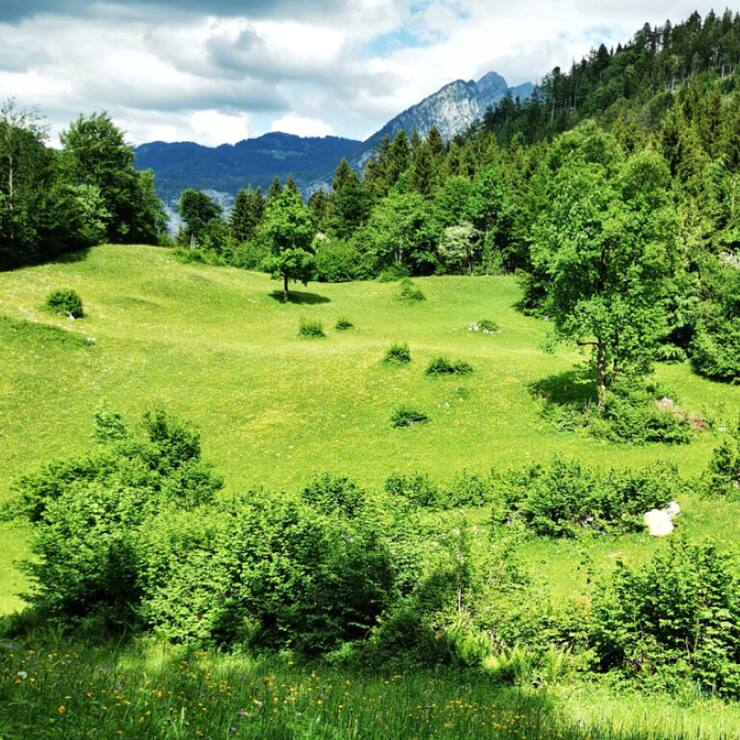 Malgré l'augmentation des paiements directs, l'embroussaillement des pâturages alpins augmente : c'est ce que révèle Agroscope dans une nouvelle étude.