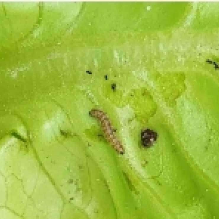 Les chenilles de la noctuelle de la tomate sont très voraces. Ici, les dégâts qu'elle cause sur une feuille de salade.