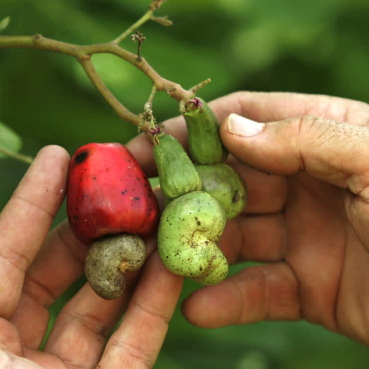 Les noix de cajou ne sont pas à proprement parler des noix, mais les graines d&#8217;un fruit (archives).