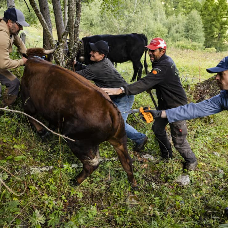 Quelque 2000 bovins valaisans doivent être vaccinés contre la dermatose nodulaire contagieuse. Une tâche parfois délicate pour Jérémy Wittorski (à droite), l'un des deux vétérinaires mandatés par les autorités cantonales.