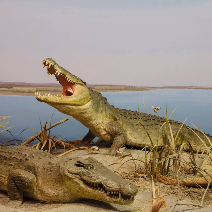 Les crocodiles du Nil représentaient une menace, ont justifié les autorités (Photo d'illustration/Archives).