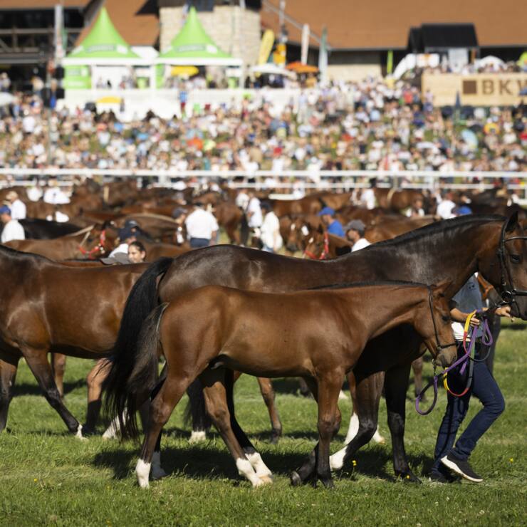 La grande parade de 400 chevaux constitue chaque année l'un des moments forts du Marché-Concours.