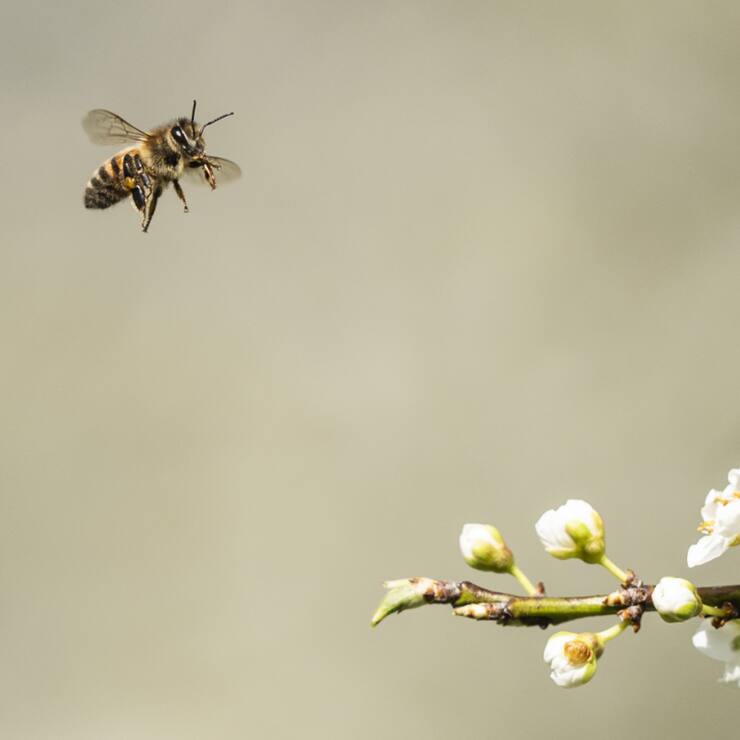Les dispositifs doivent prouver leur efficacité pour protéger les abeilles contre les frelons asiatiques (photo prétexte).